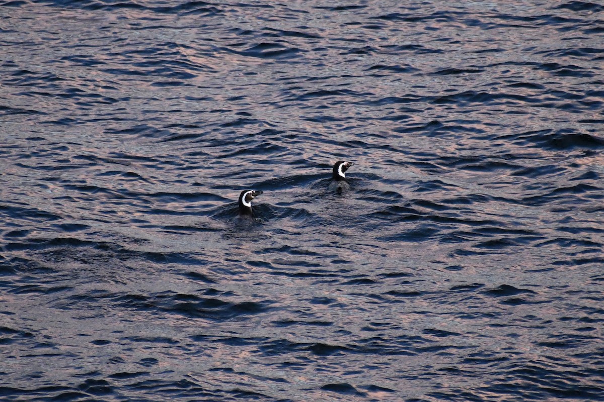 Magellanic Penguin - ML595542961