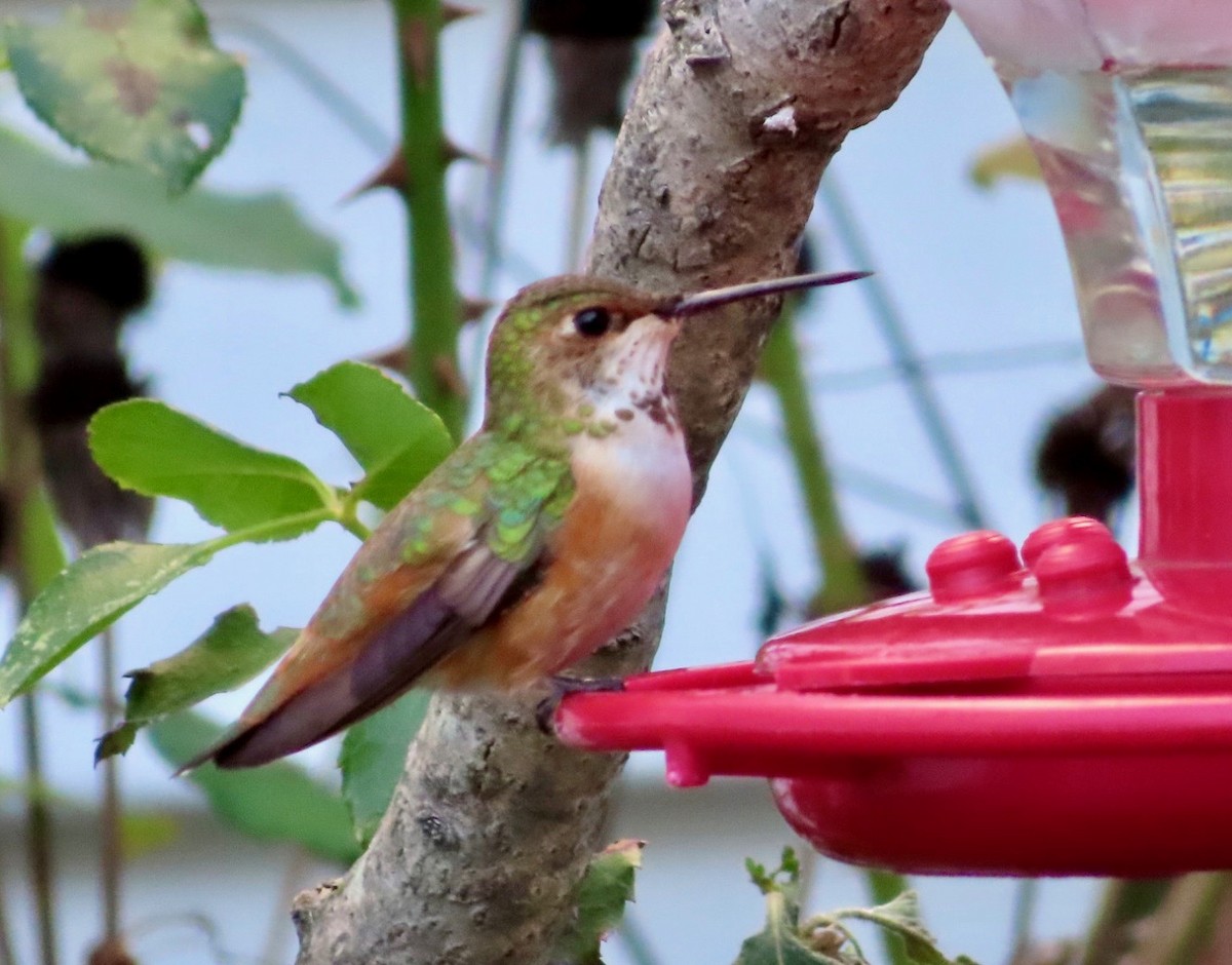 Rufous Hummingbird - ML595543641