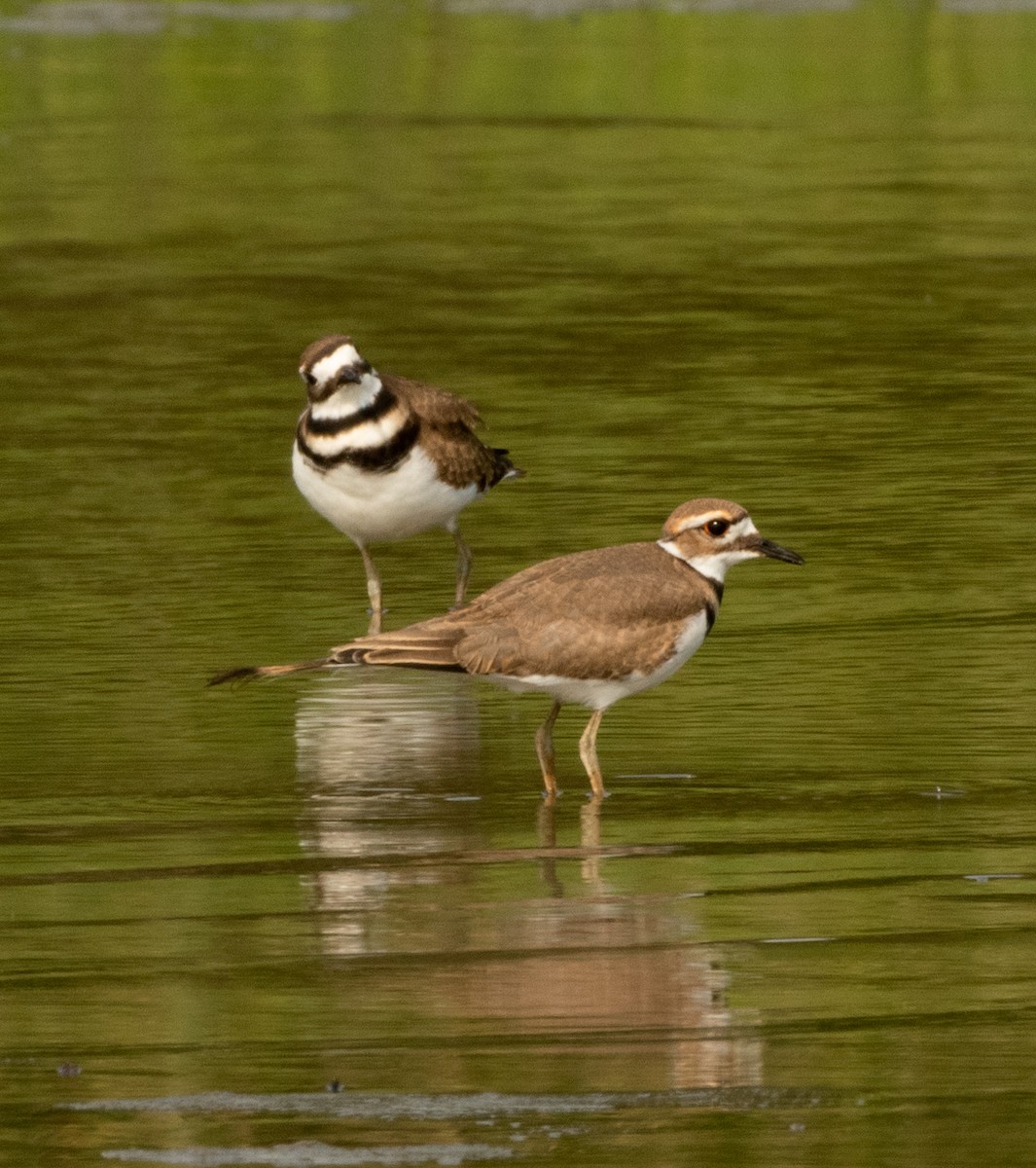 Killdeer - ML595543671