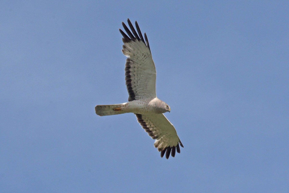 Northern Harrier - Troy Hibbitts