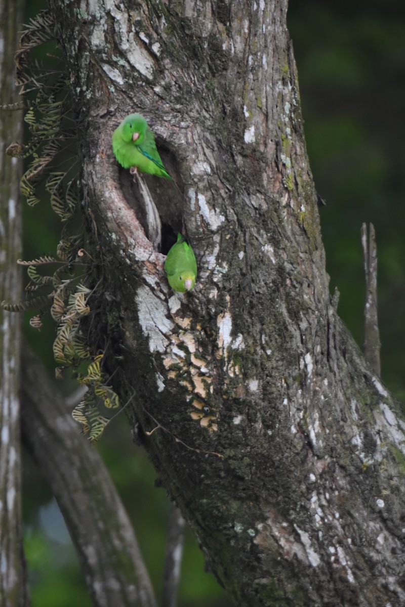 Yeşil Sokumlu Serçe Papağanı - ML595544201