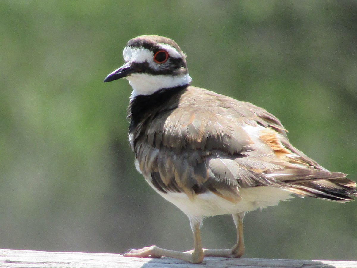 Killdeer - ML595544831