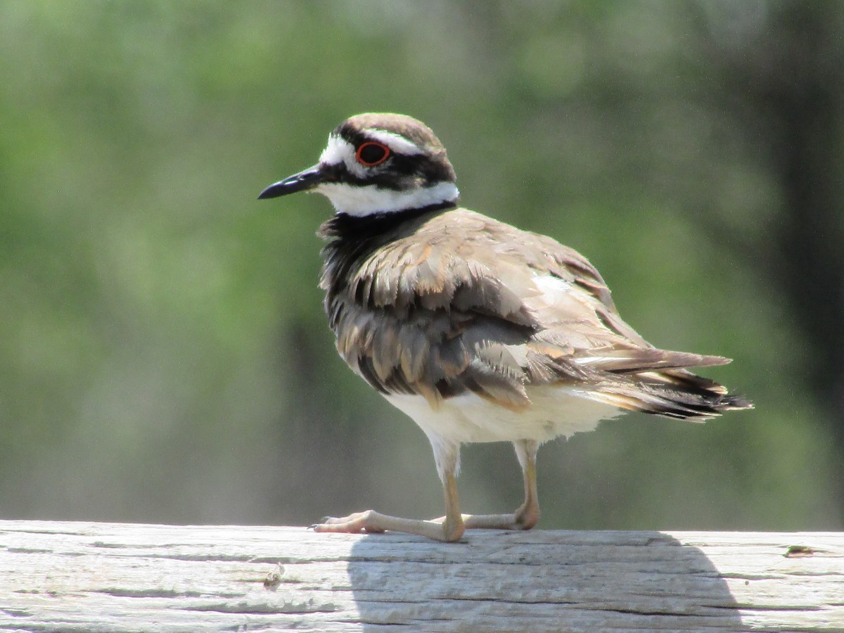 Killdeer - ML595544841