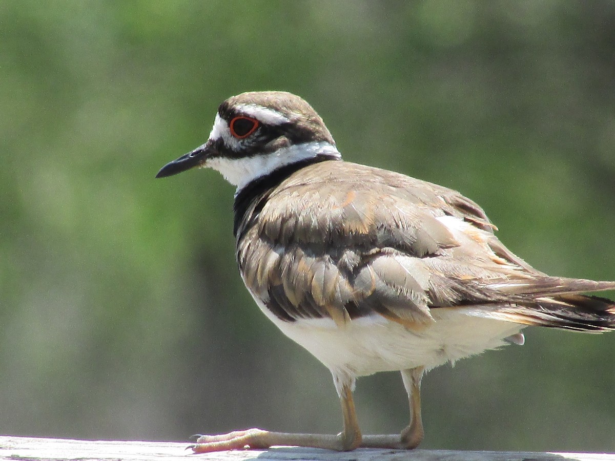 Killdeer - ML595544851