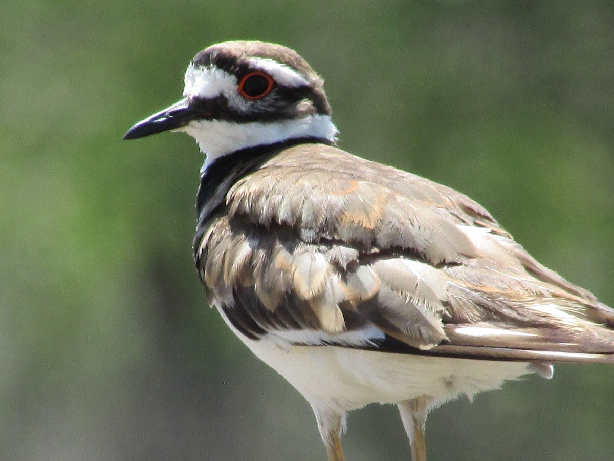 Killdeer - ML595544871