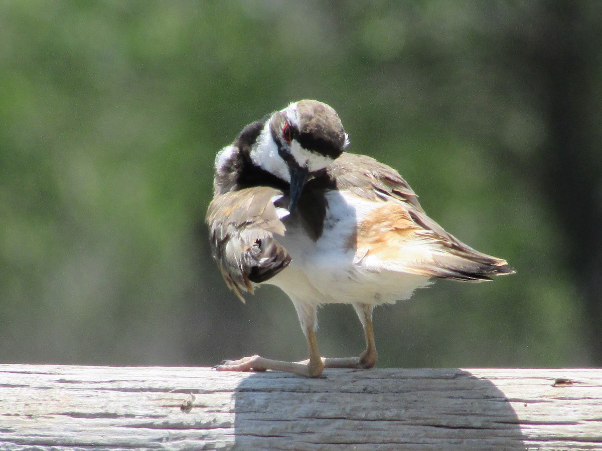 Killdeer - ML595544881