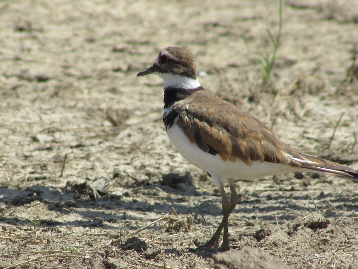 Killdeer - Felice  Lyons