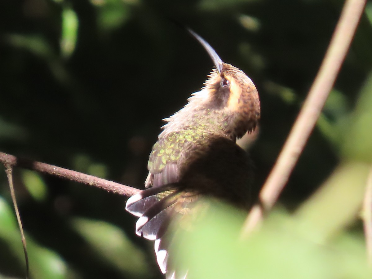 Чешуегорлый колибри-отшельник - ML595545091
