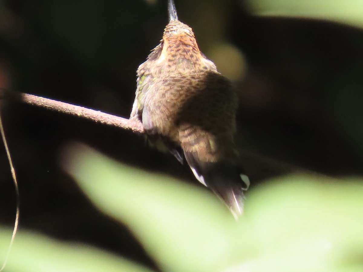 Чешуегорлый колибри-отшельник - ML595545191