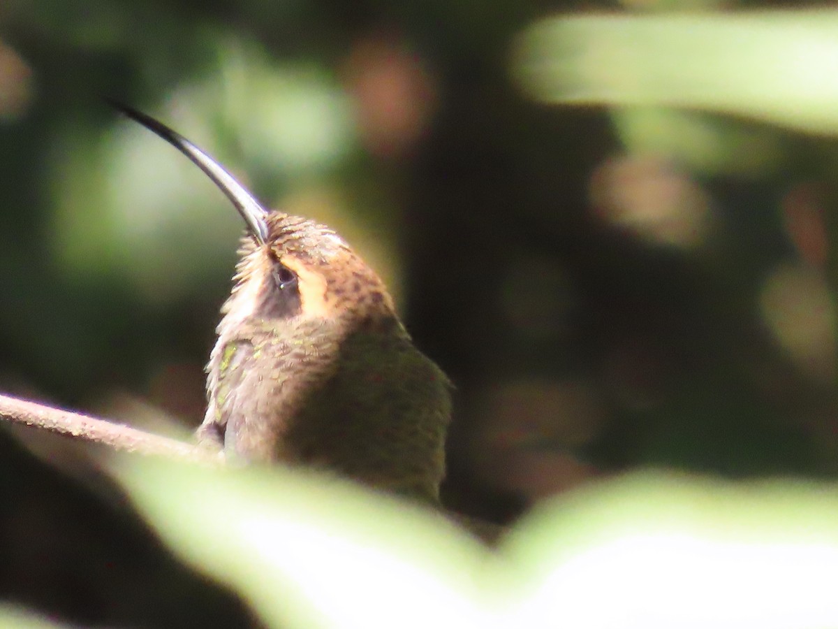 Scale-throated Hermit - ML595545251