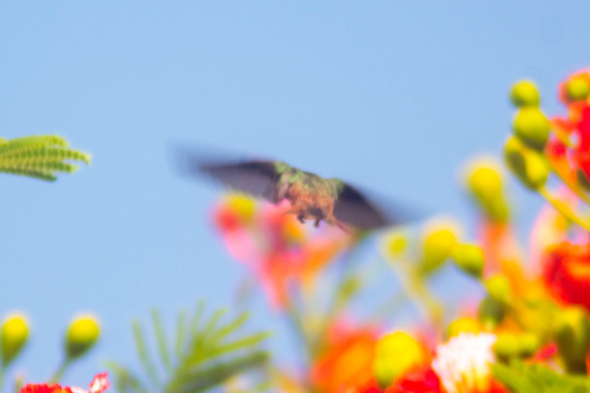 Buff-bellied Hummingbird - ML595545371