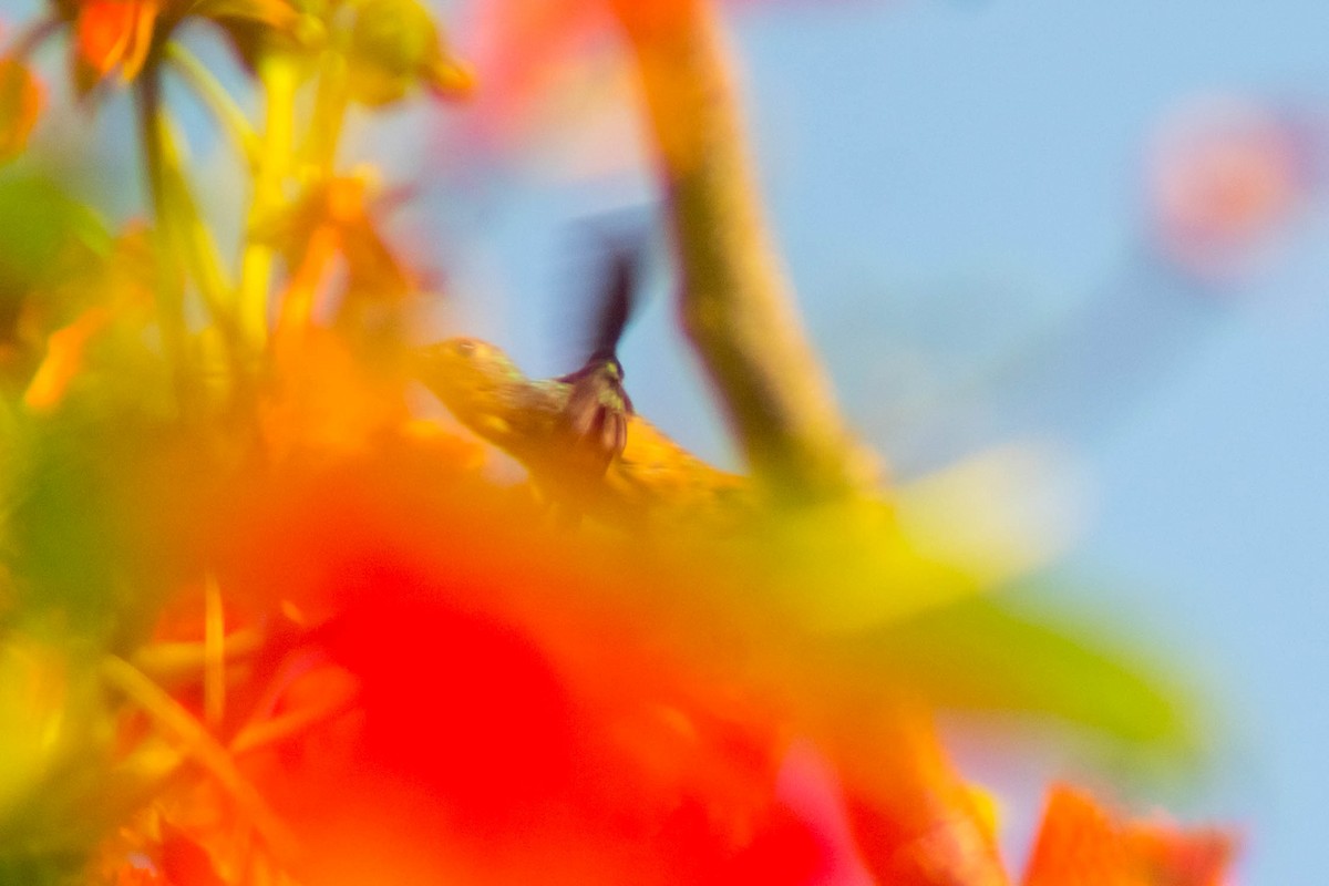 Buff-bellied Hummingbird - ML595545381