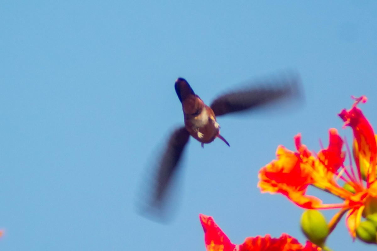 kolibřík yukatanský - ML595545391