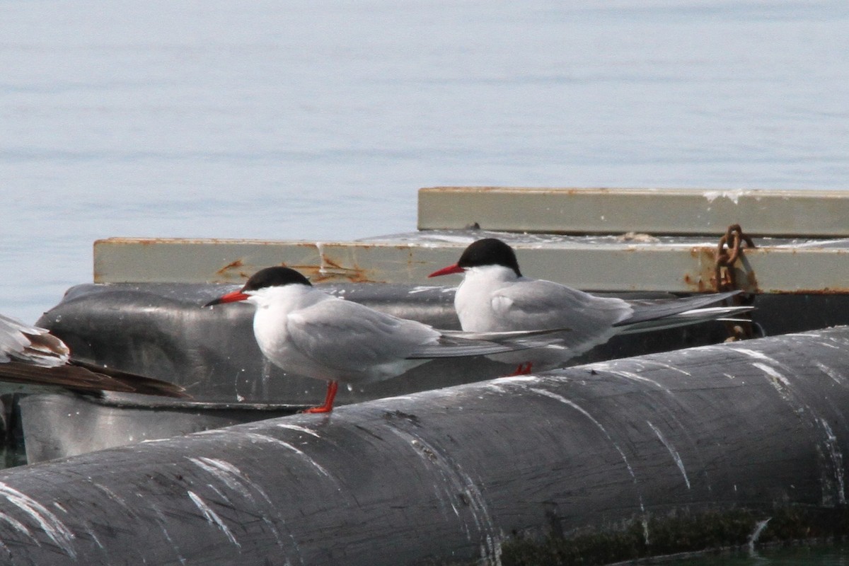 Arctic Tern - Garth V. Riley