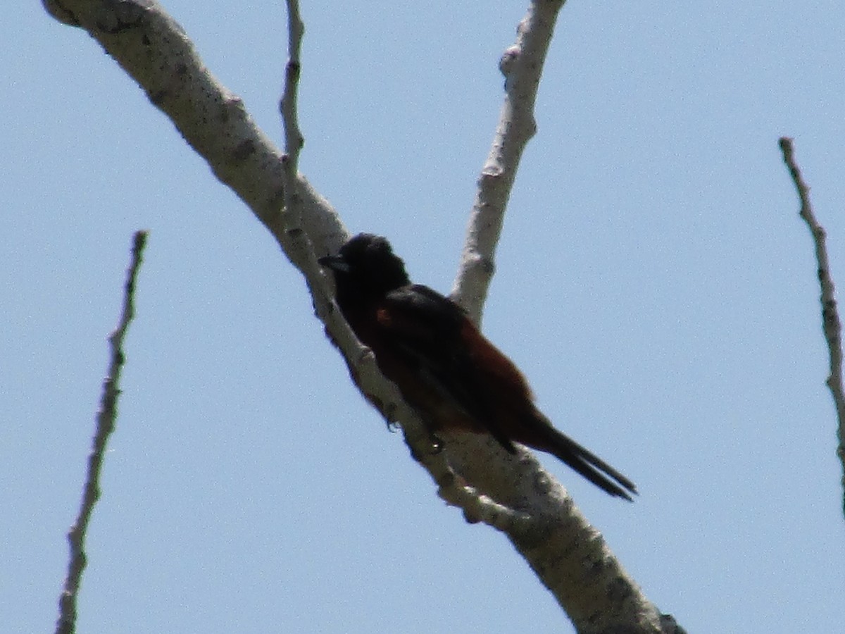 Orchard Oriole - Felice  Lyons