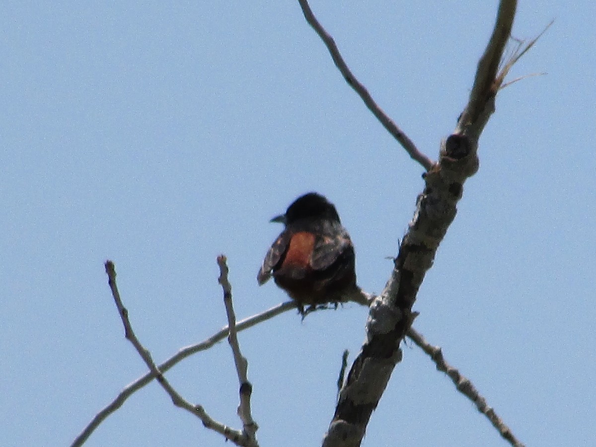 Orchard Oriole - Felice  Lyons