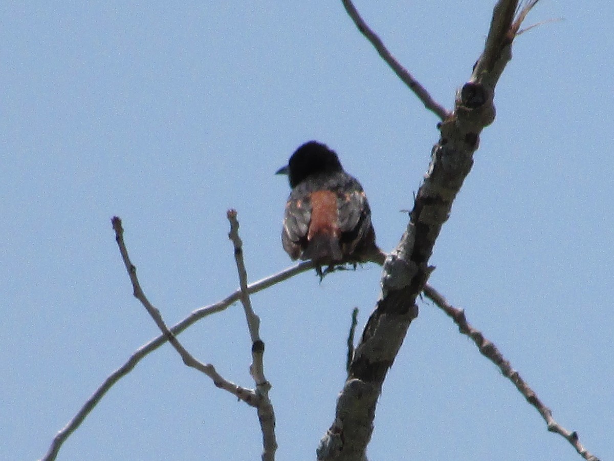 Orchard Oriole - ML595546401