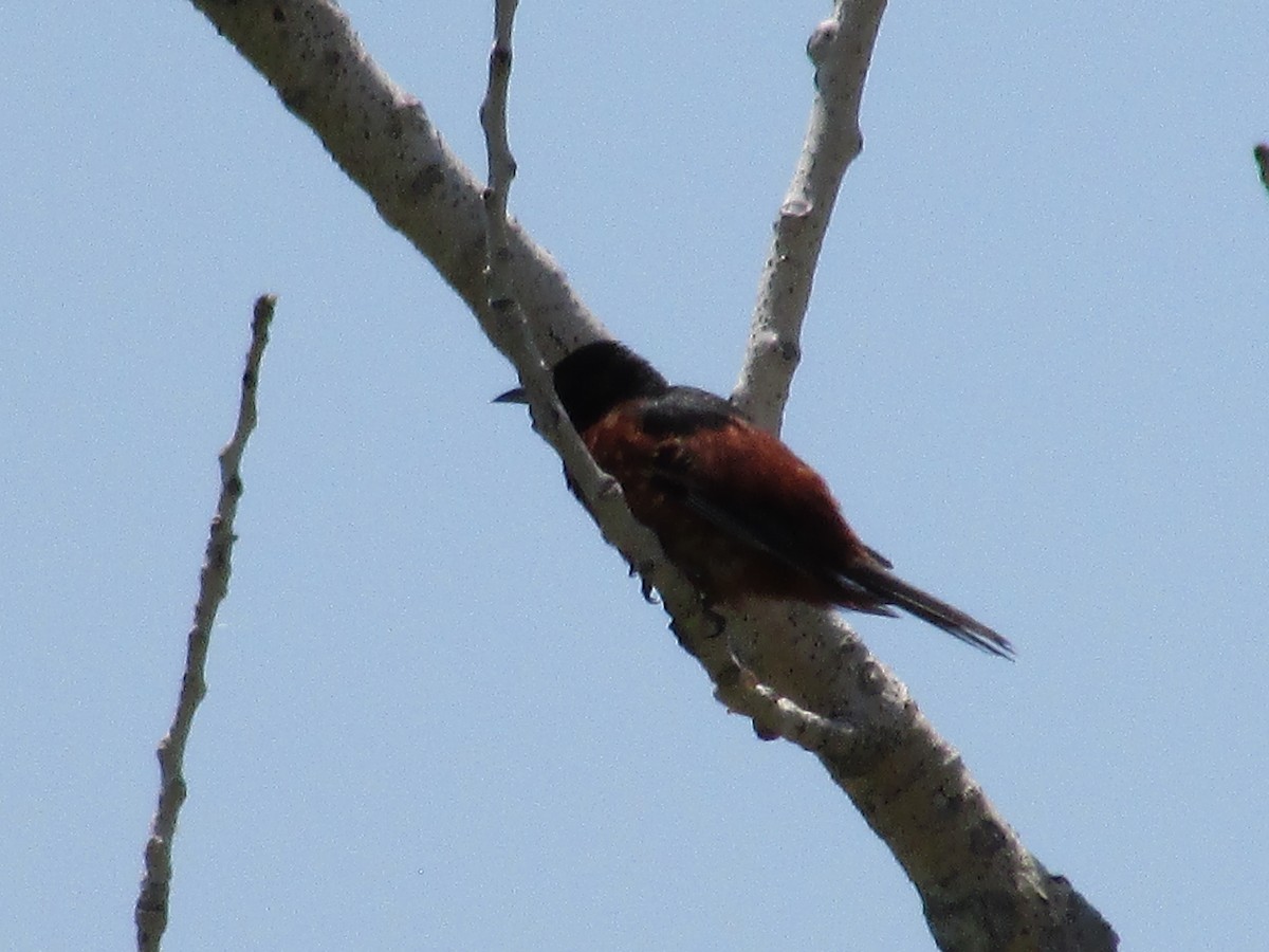 Orchard Oriole - Felice  Lyons