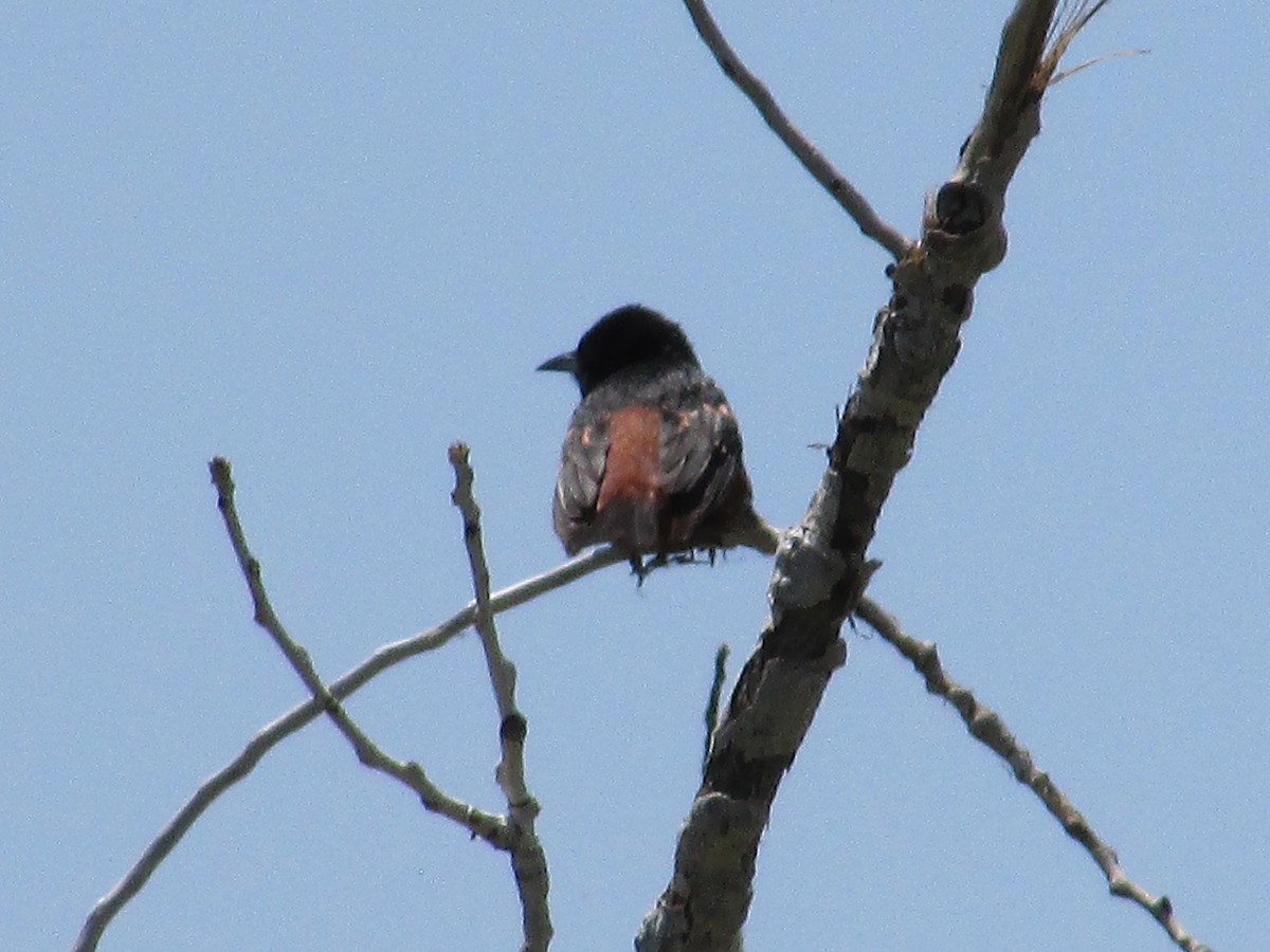 Orchard Oriole - ML595546431