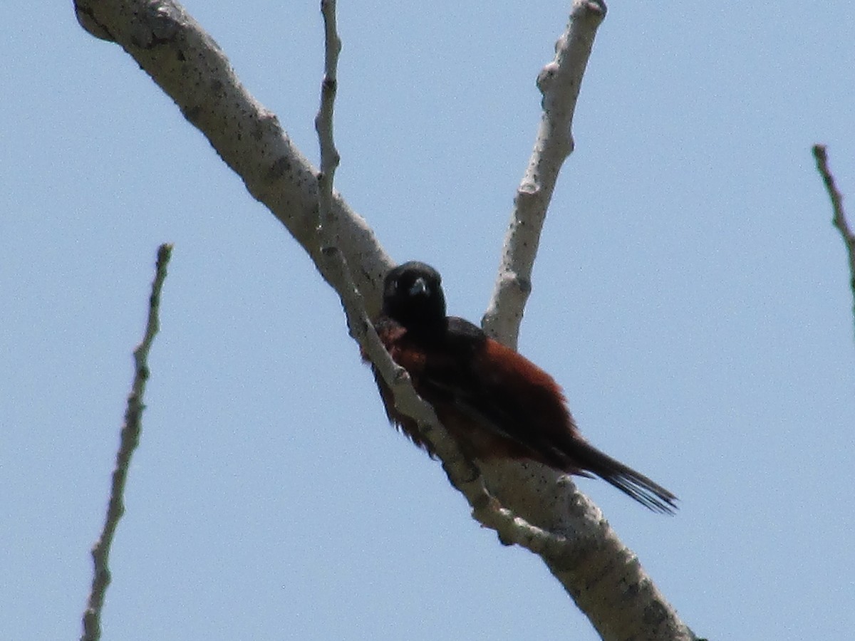 Orchard Oriole - Felice  Lyons