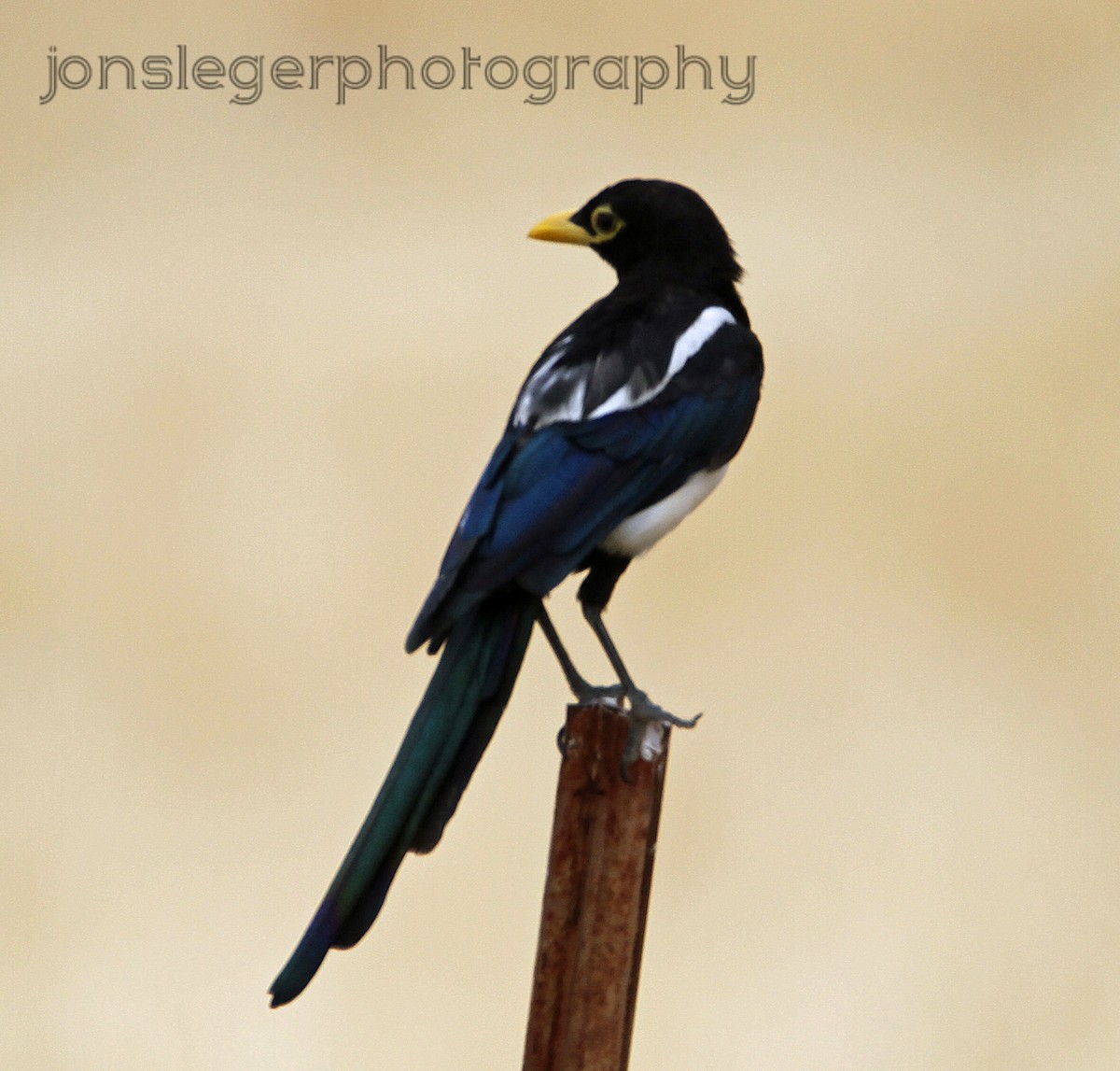 Yellow-billed Magpie - ML595547031