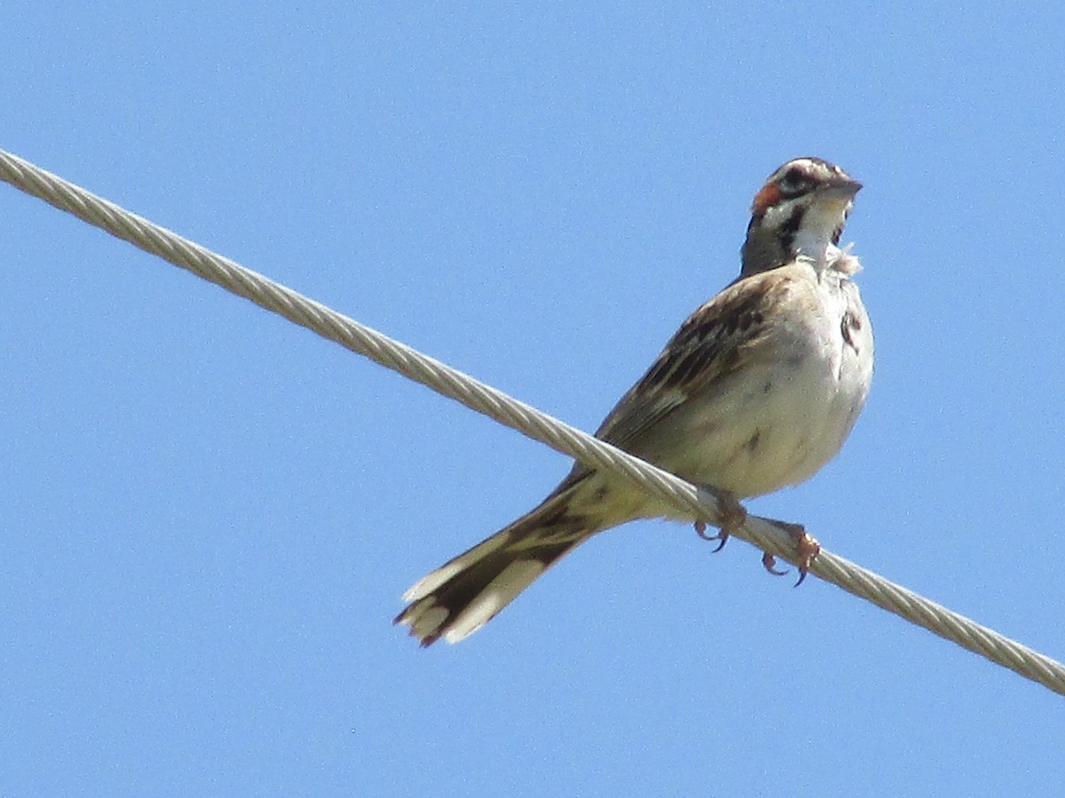 Lark Sparrow - ML595547321