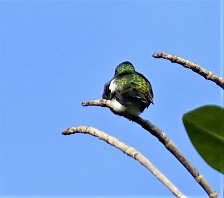 Green-throated Mango - ML595547341