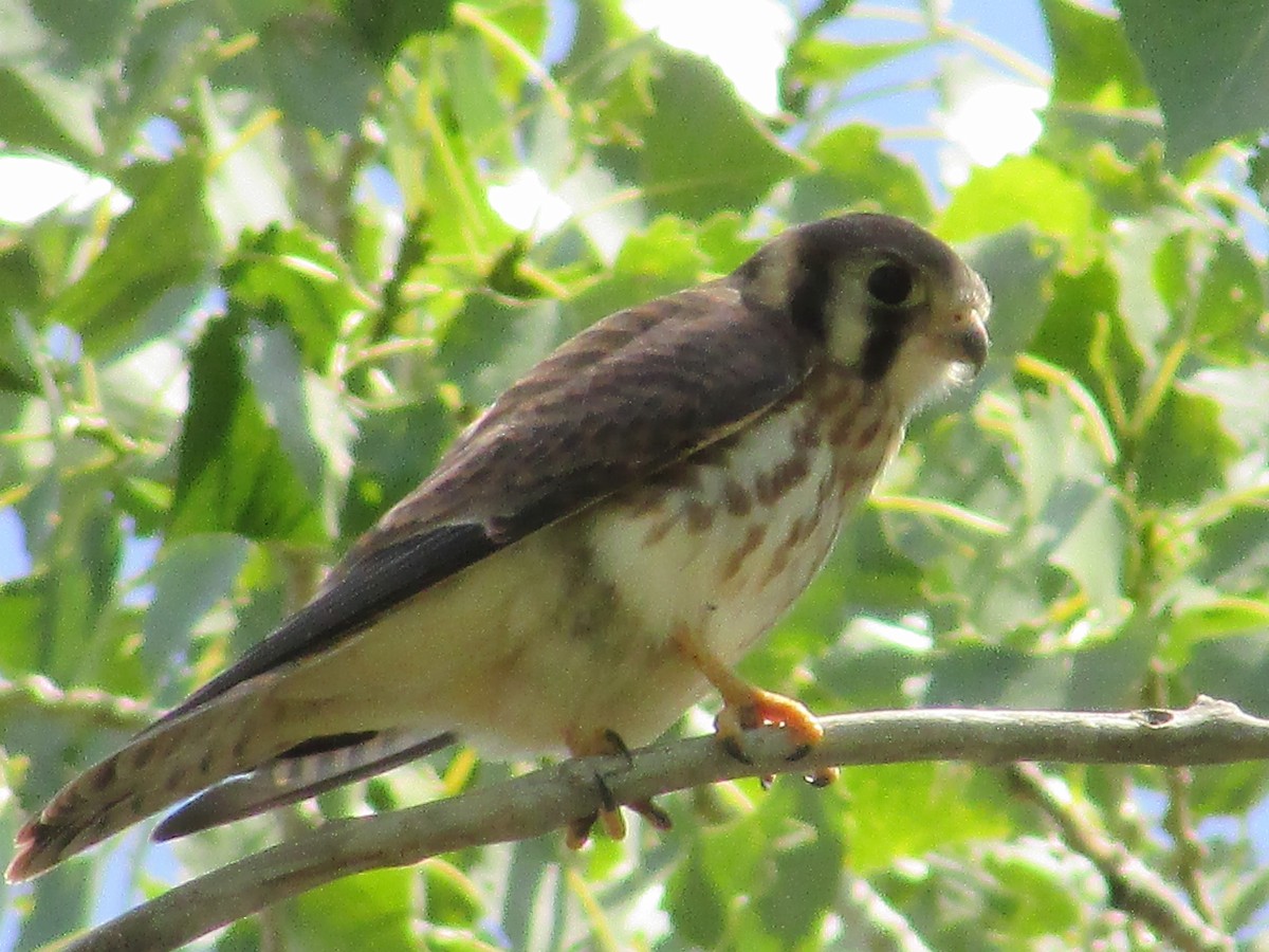 American Kestrel - Felice  Lyons