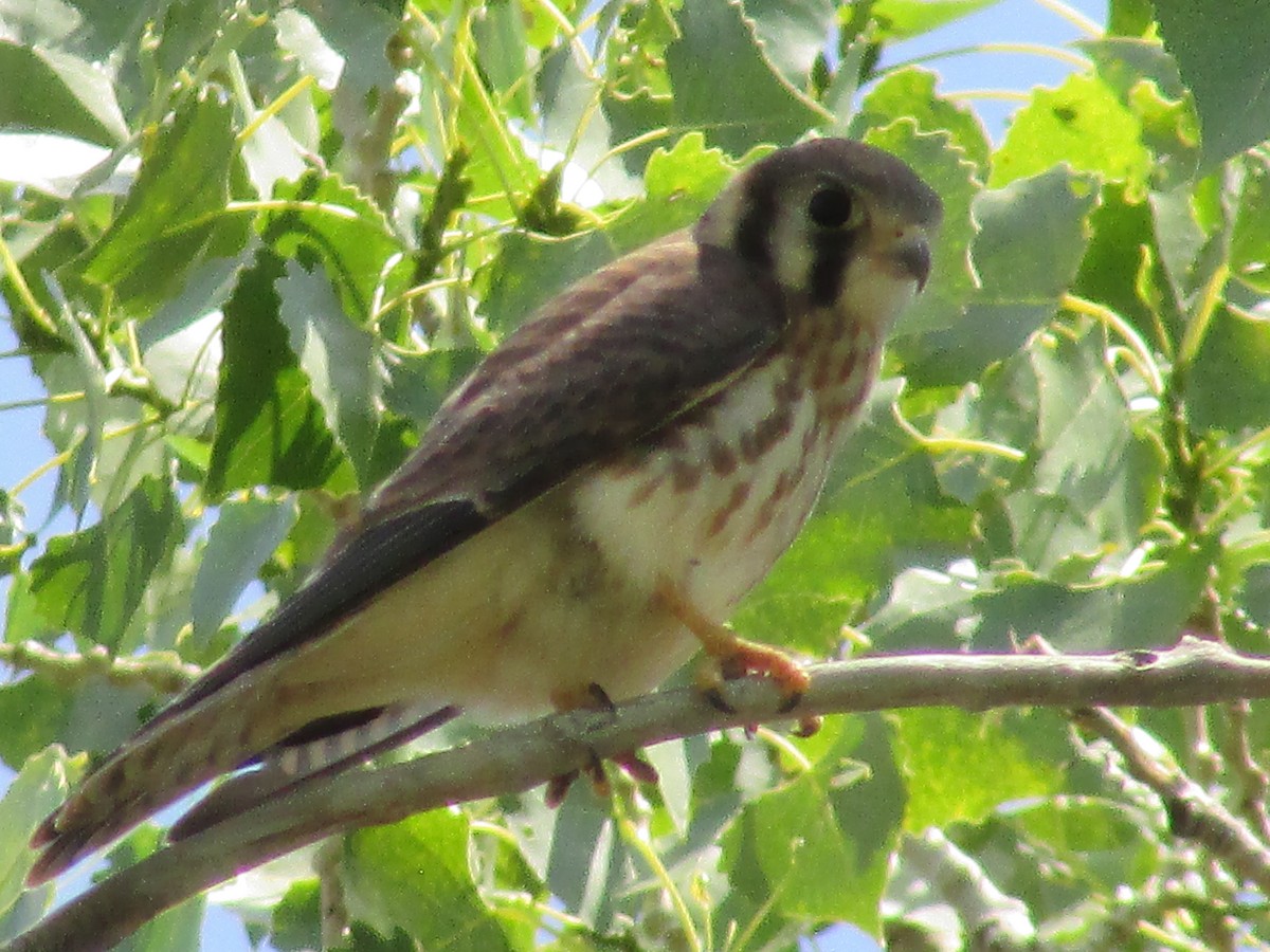 American Kestrel - ML595547671