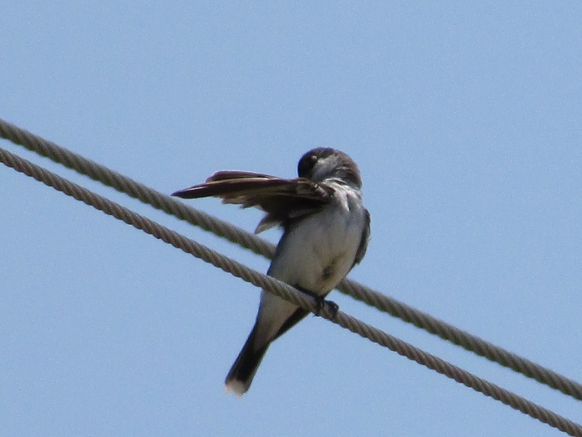 Eastern Kingbird - ML595547861