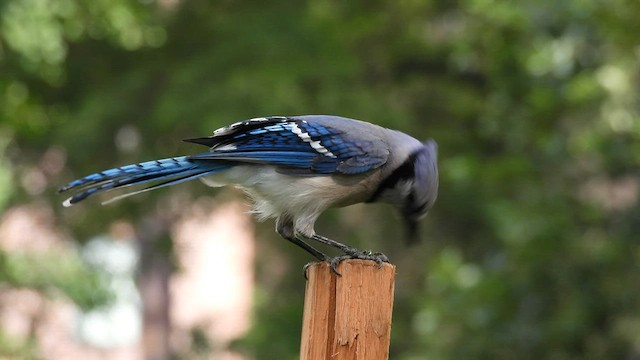 Blue Jay - ML595548001