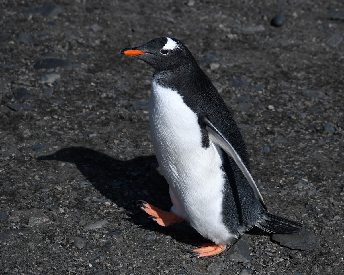 Gentoo Penguin - ML595548381