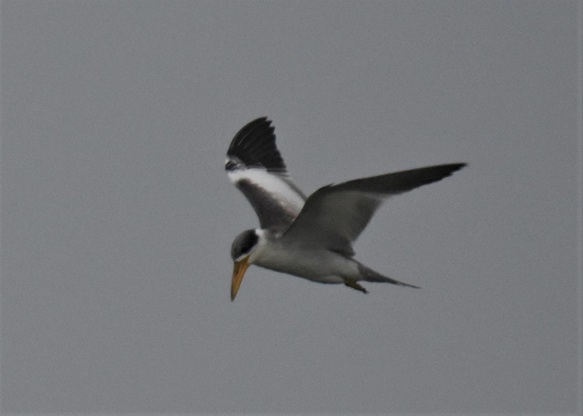 Large-billed Tern - Jerry Davis