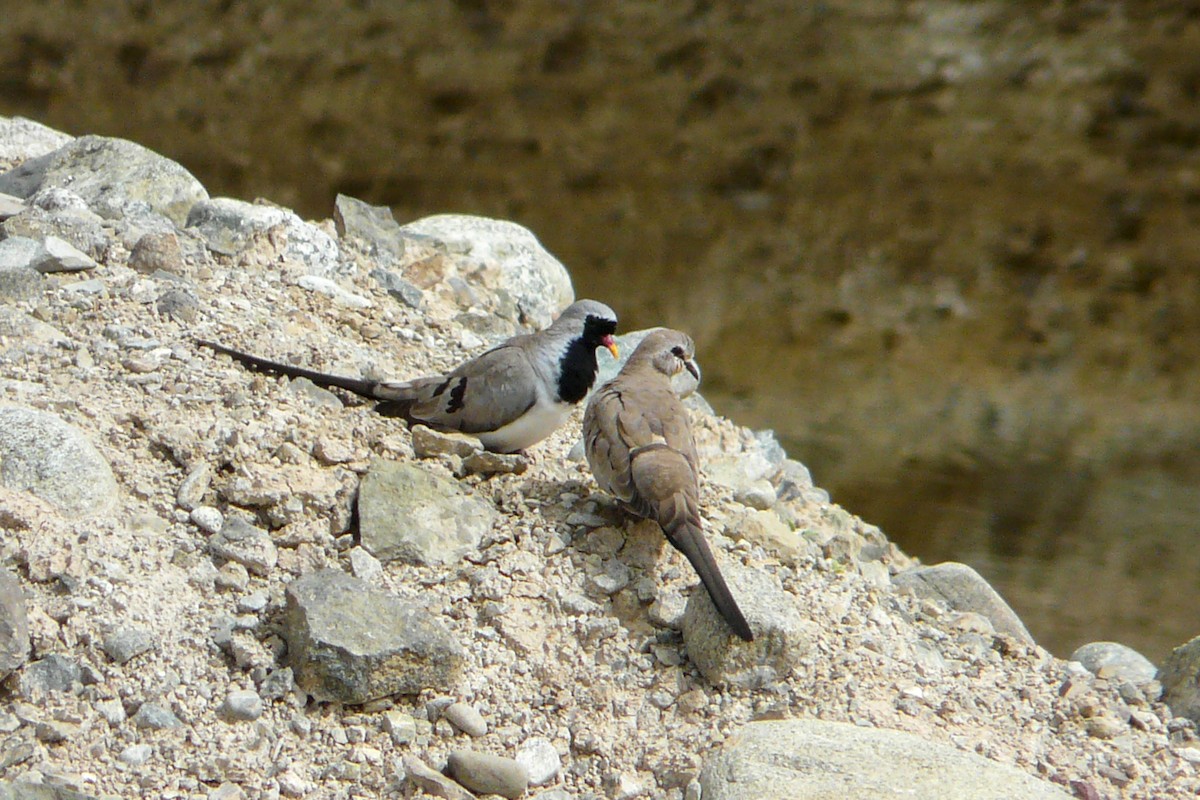 Namaqua Dove - Tommy Pedersen