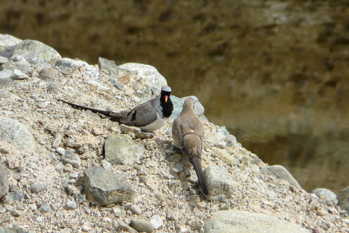 Namaqua Dove - Tommy Pedersen