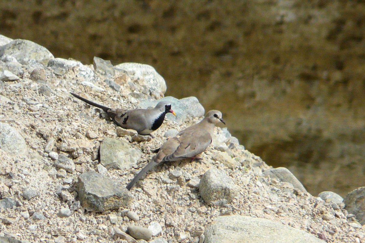 Namaqua Dove - Tommy Pedersen