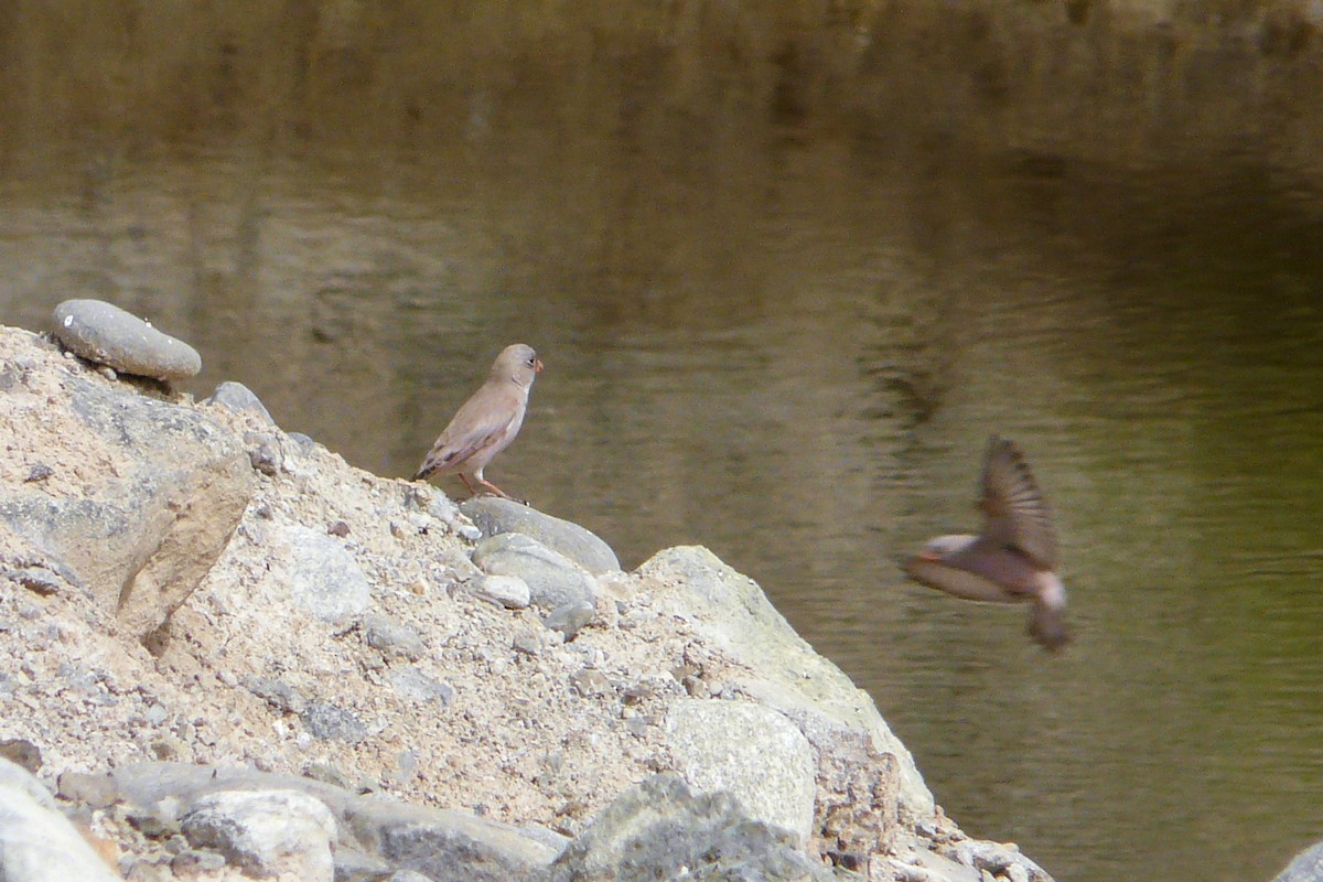 Trumpeter Finch - ML595551191