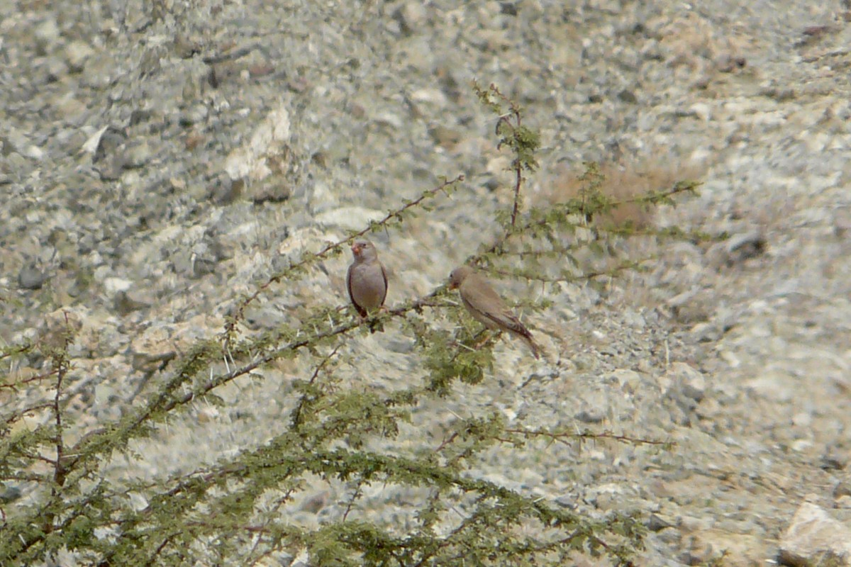 Trumpeter Finch - ML595551271