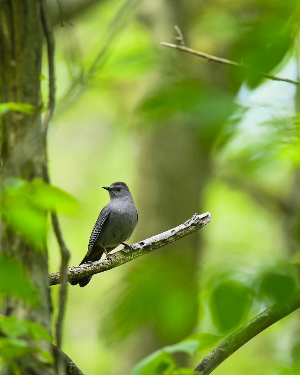 Gray Catbird - ML595551291