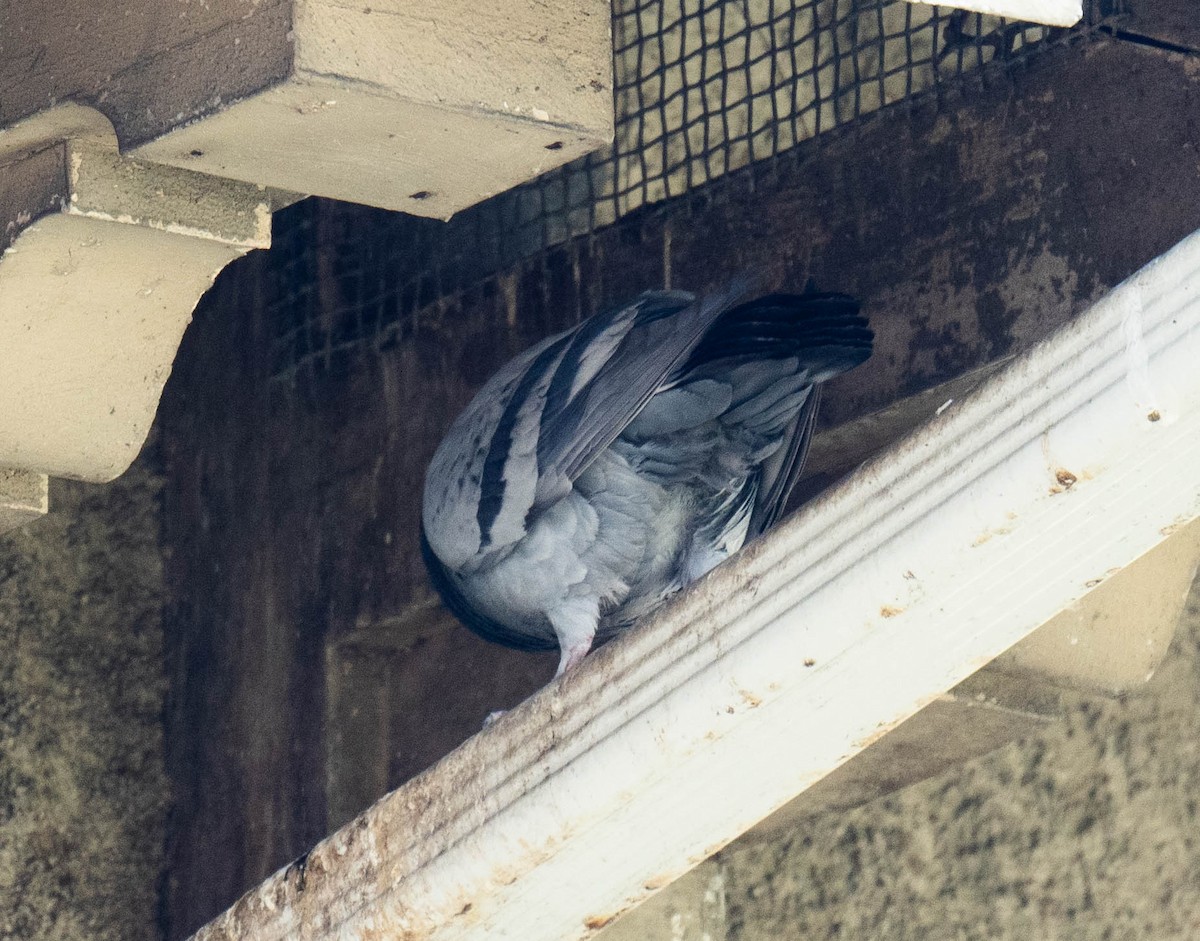 Rock Pigeon (Feral Pigeon) - ML595551561
