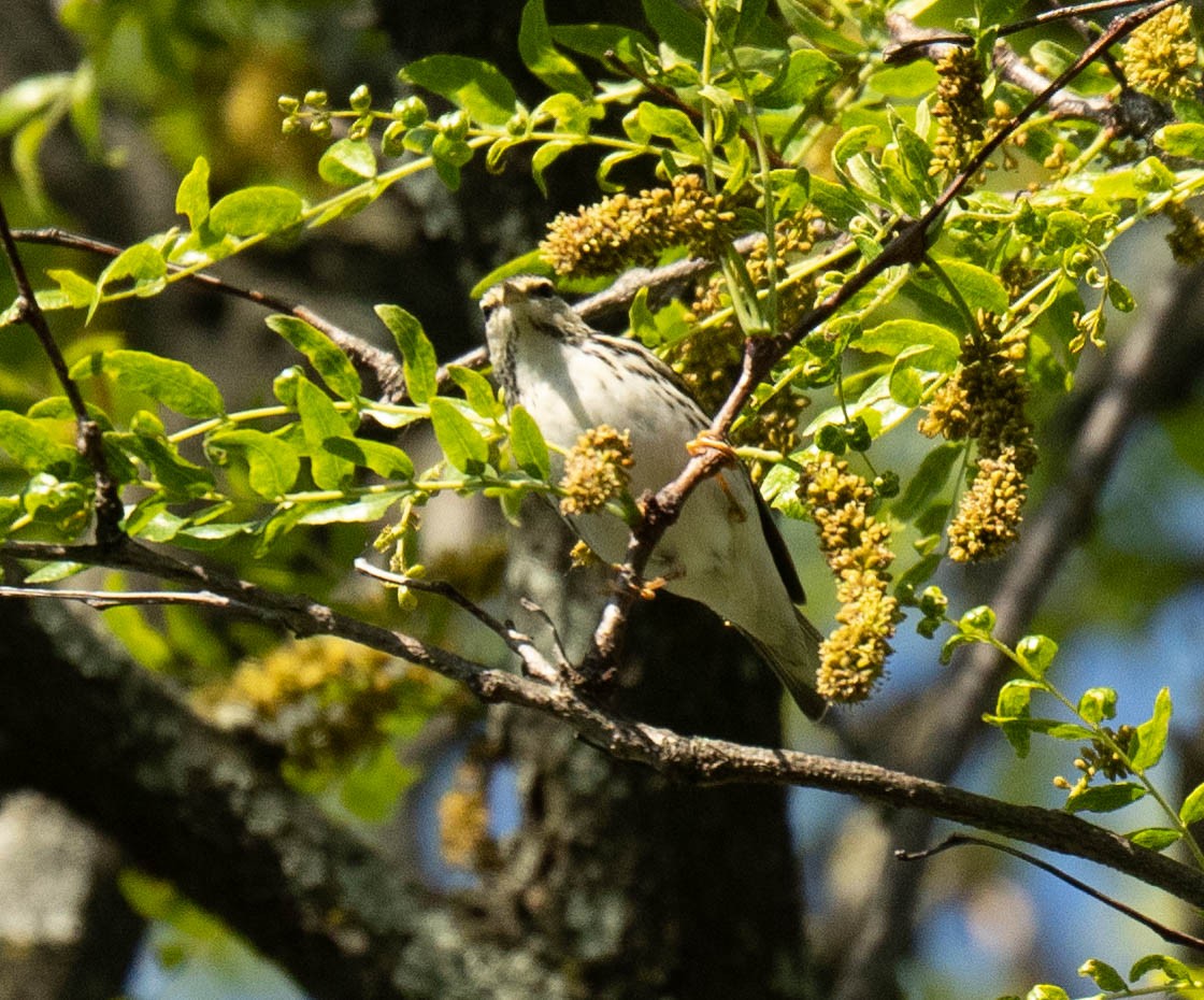 Blackpoll Warbler - ML595551681