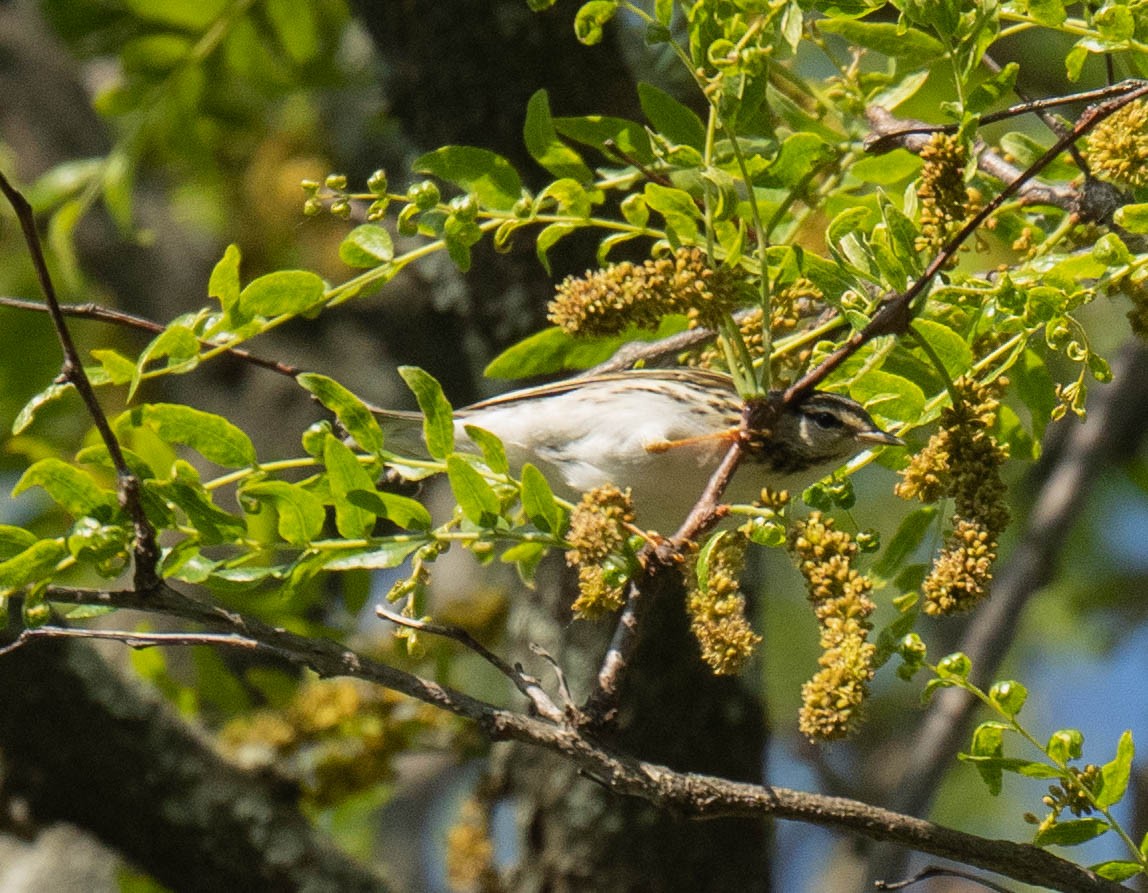 Blackpoll Warbler - ML595551691