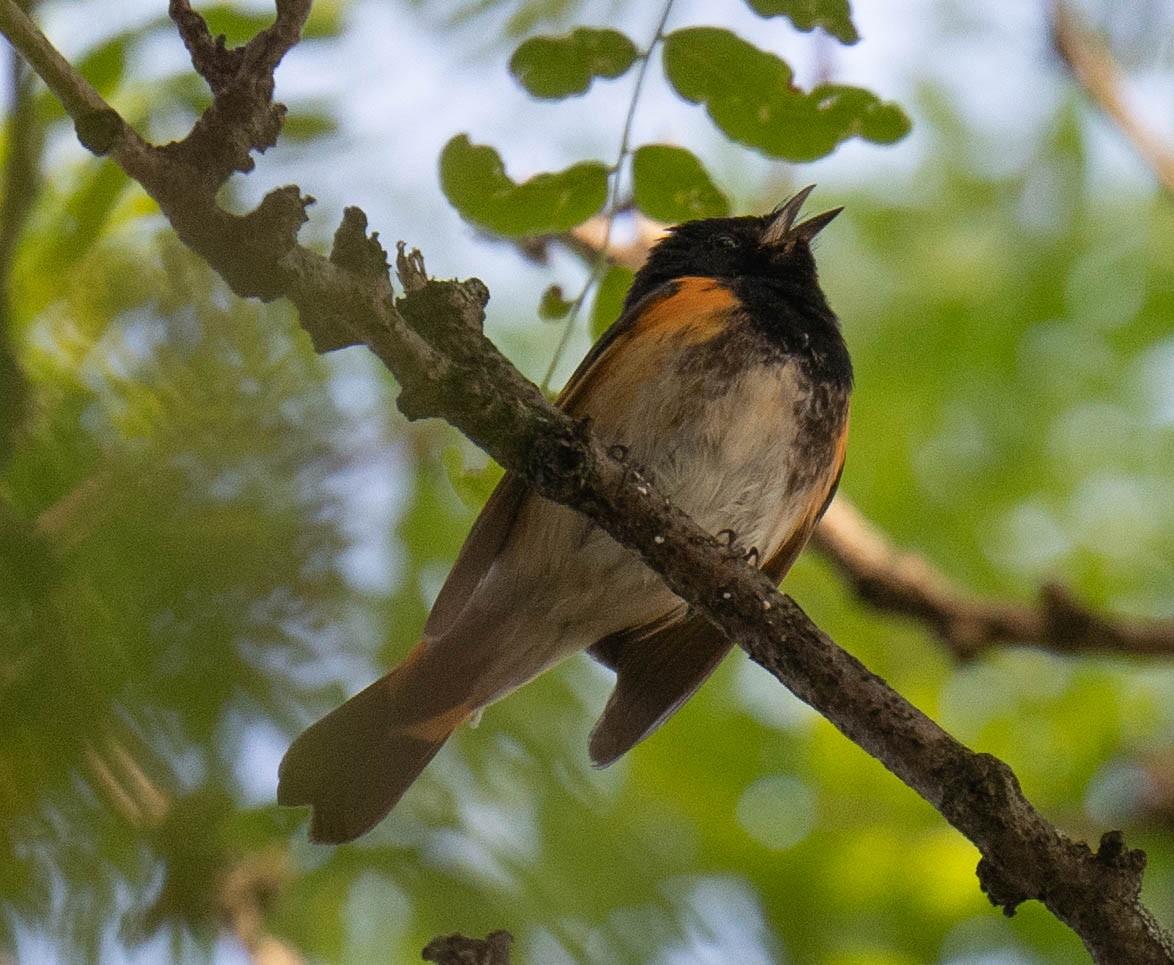 American Redstart - ML595551721