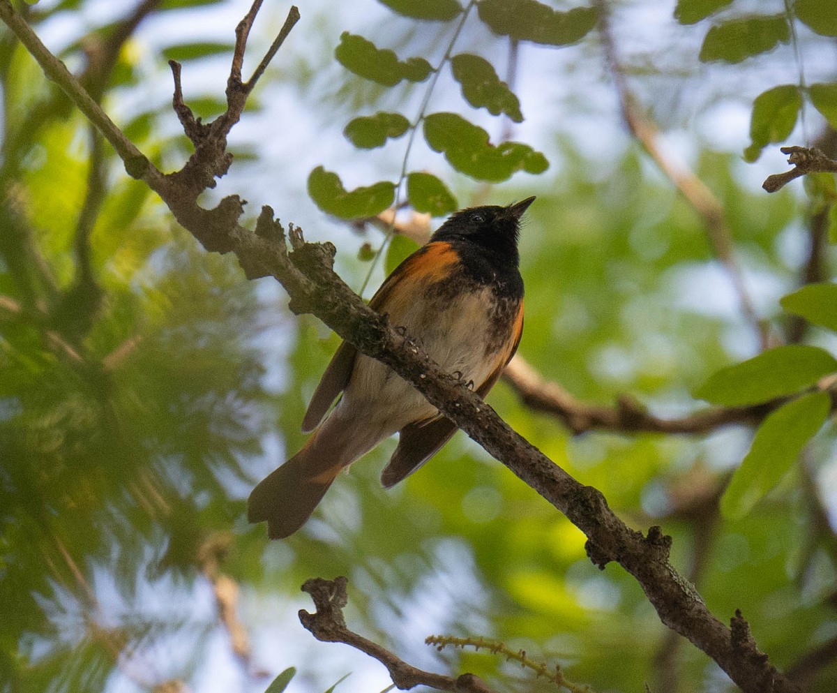 American Redstart - ML595551731