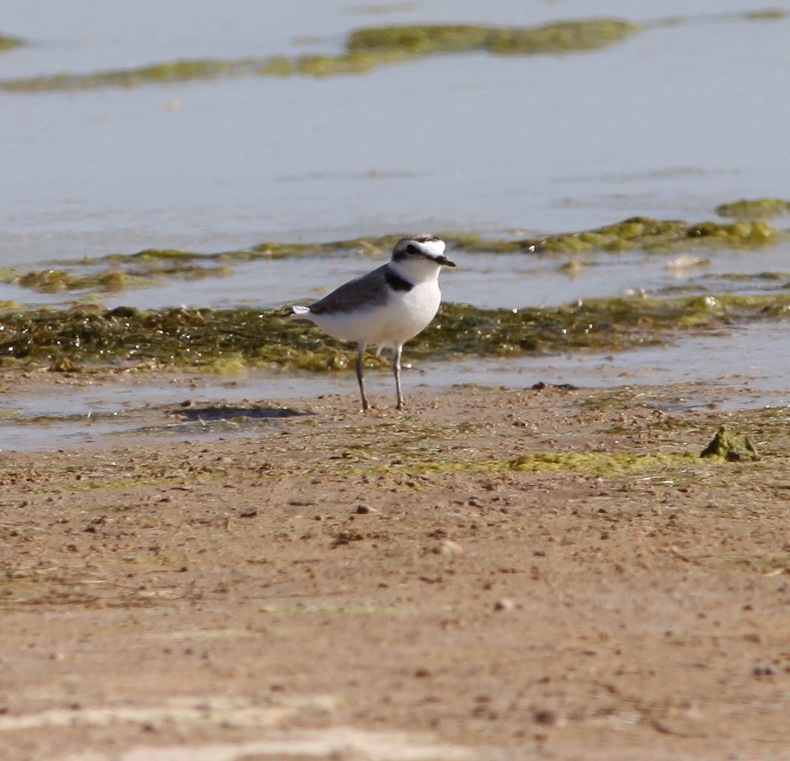 Snowy Plover - ML595553071