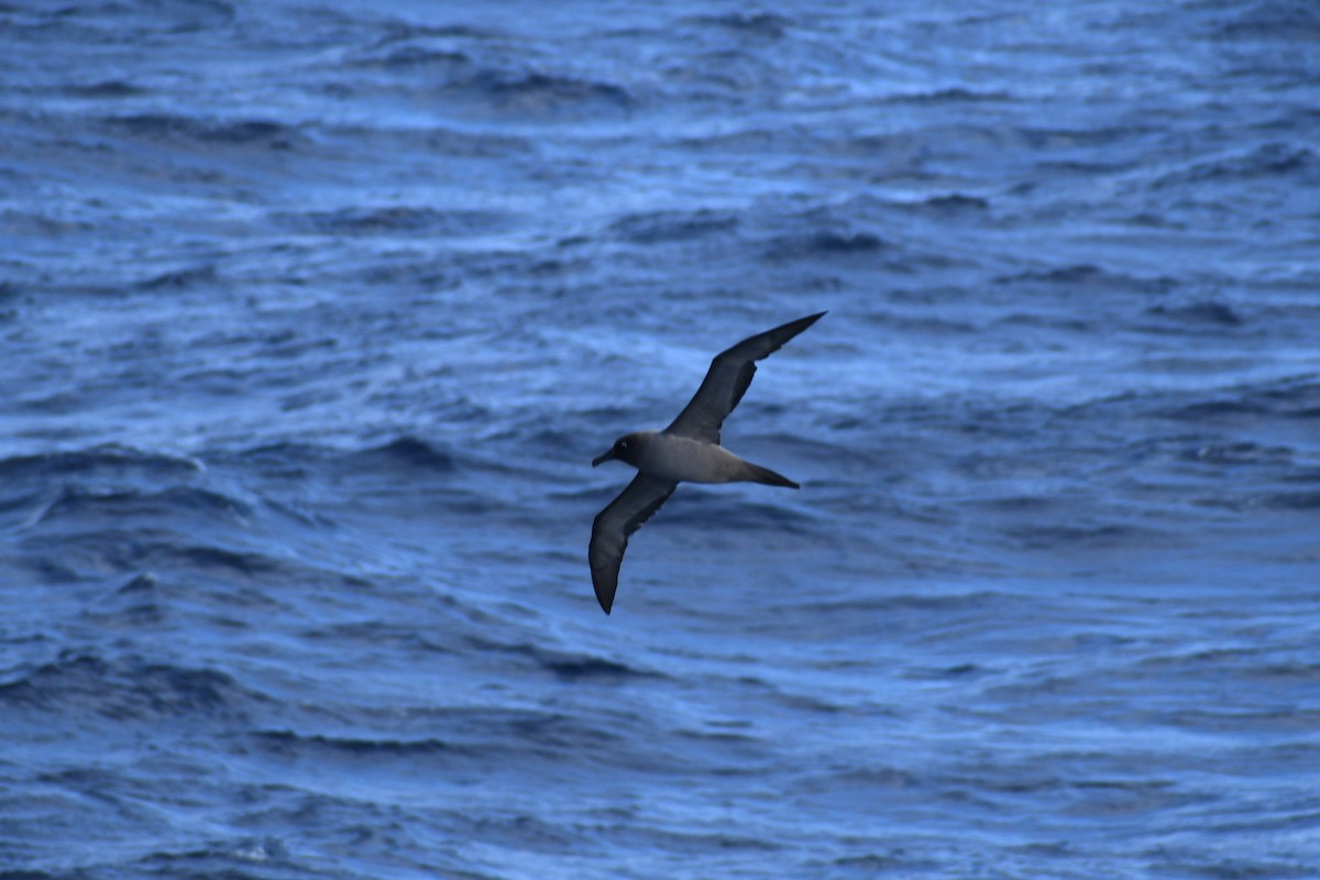 Light-mantled Albatross - ML595553271