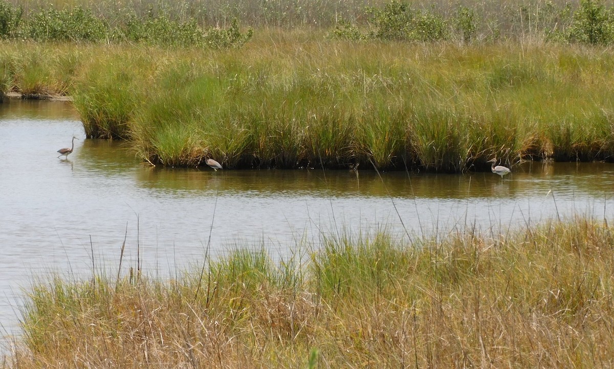 Tricolored Heron - ML595556431