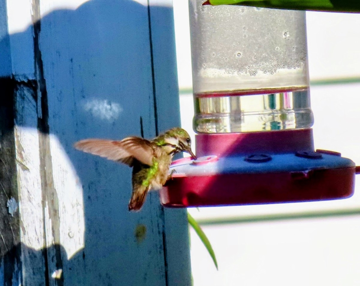 Calliope Hummingbird - ML595557271