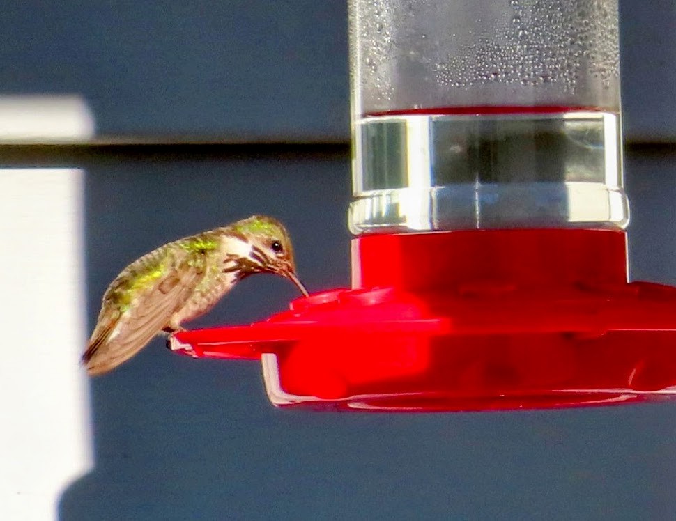 Calliope Hummingbird - ML595557291