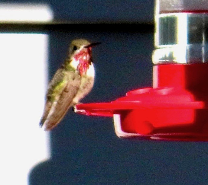 Calliope Hummingbird - ML595557301